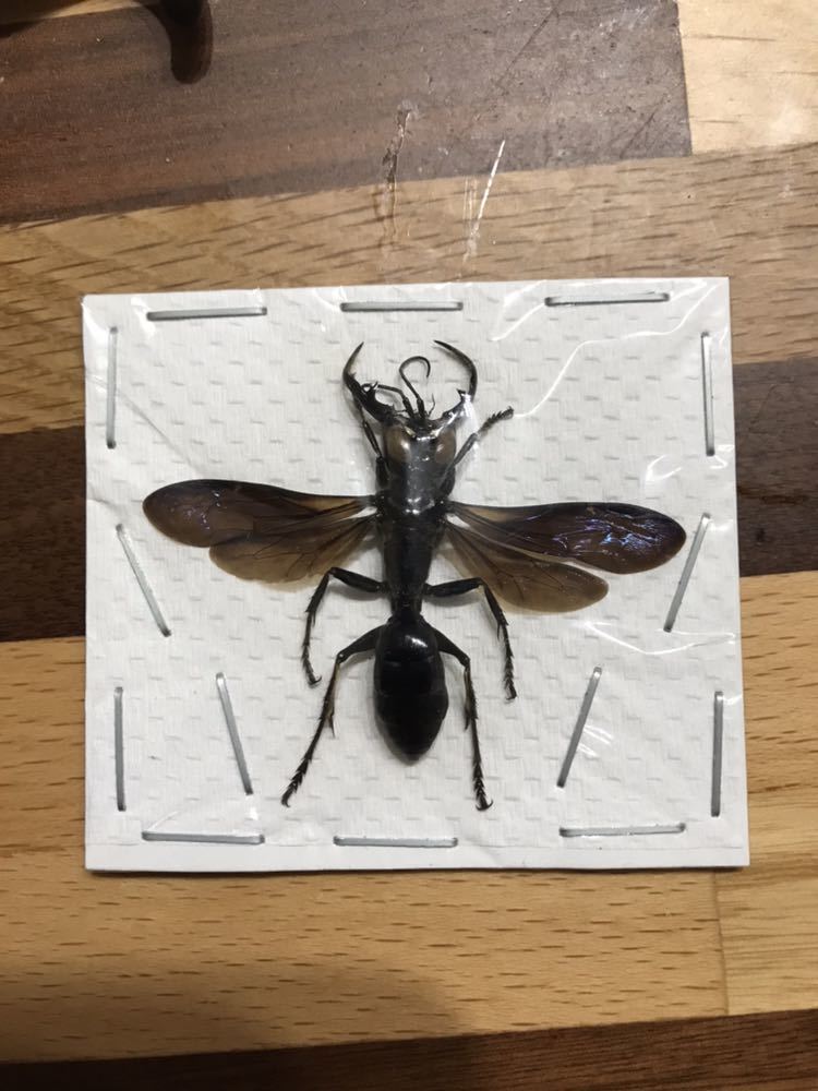 大型 メガララ ガルーダバチ 標本 大型 メガララ ガルーダバチ 標本
