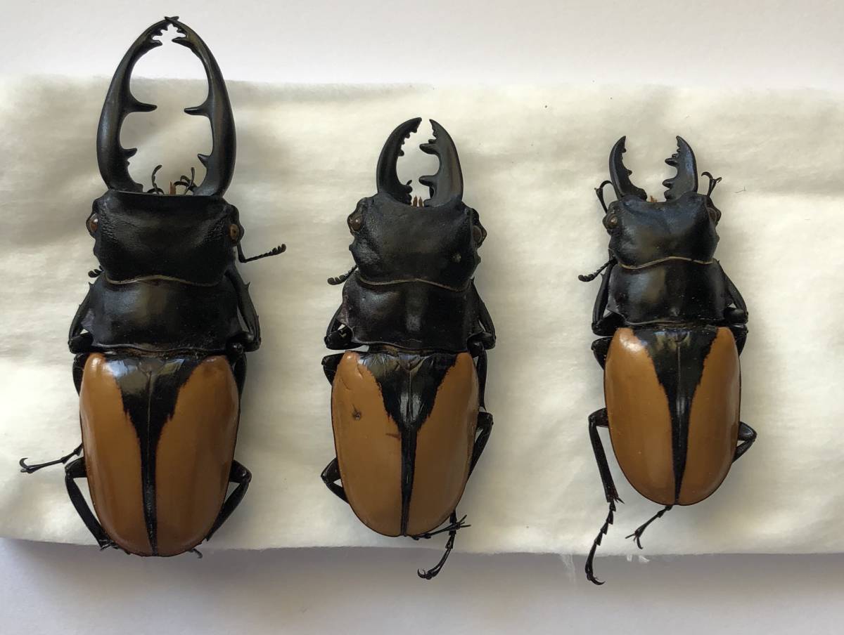 標本 ベトナム産 ヌエクワガタ ♀26．3ミリ ヌエクワガタ 26㎜ 標本