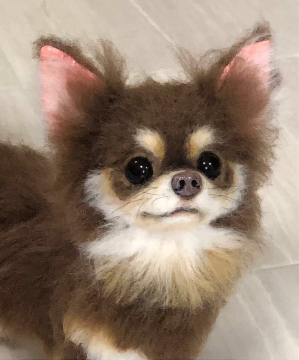 チョコタンチワワ羊毛