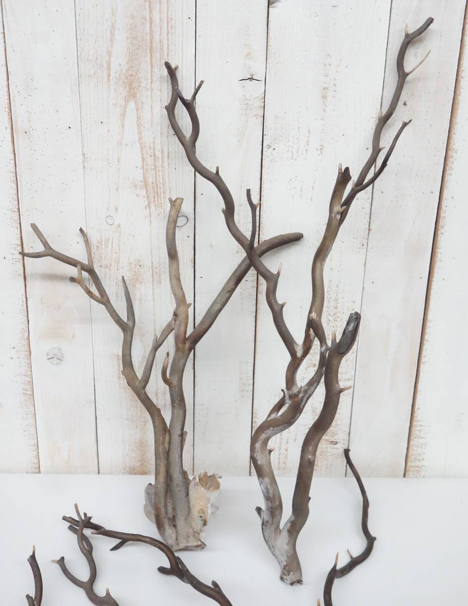 深海松 レインボーコーラル 根付け 深海松 レインボーコーラル 根付け