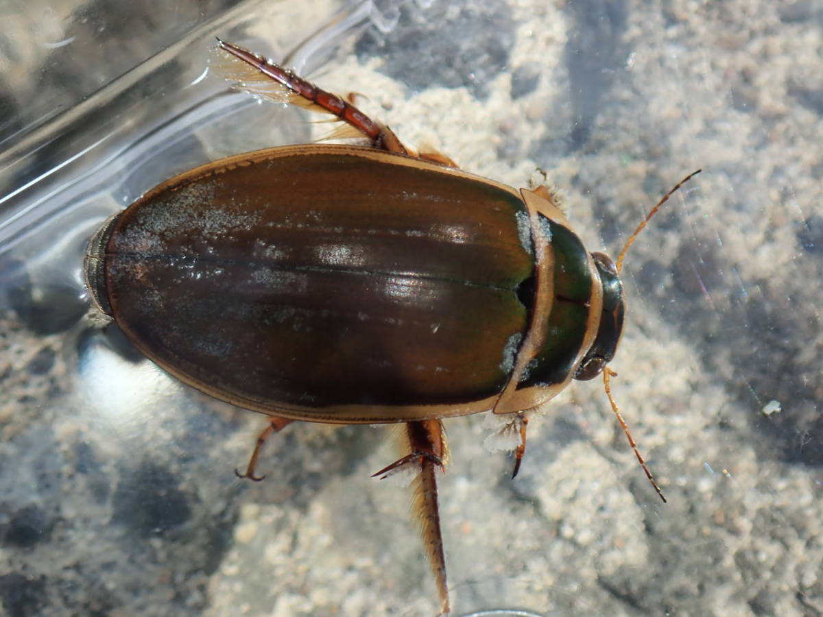 ドイツ産 ゲンゴロウモドキ 30mm ドイツではプロテクトかかってます