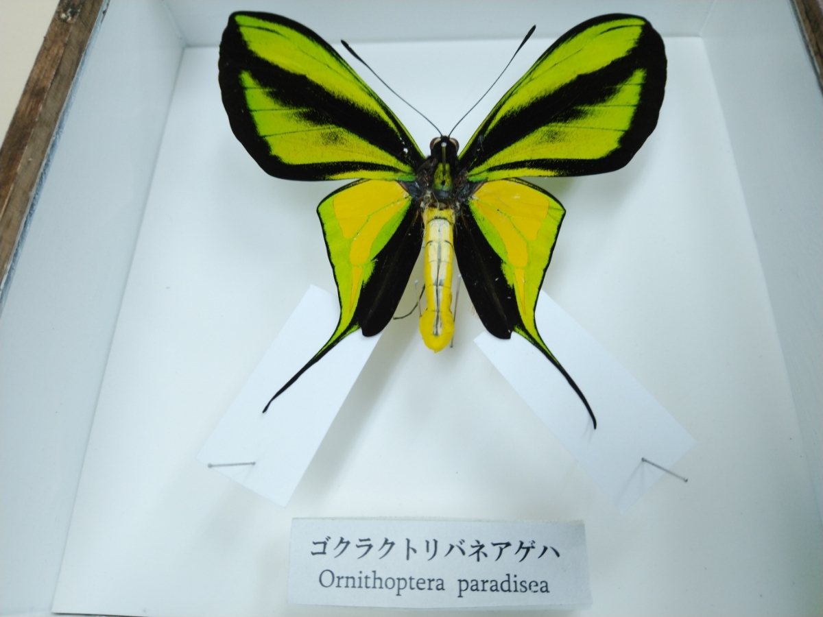 ゴクラクトリバネアゲハ♂♀ ゴクラクトリバネアゲハ♂♀ ゴクラク