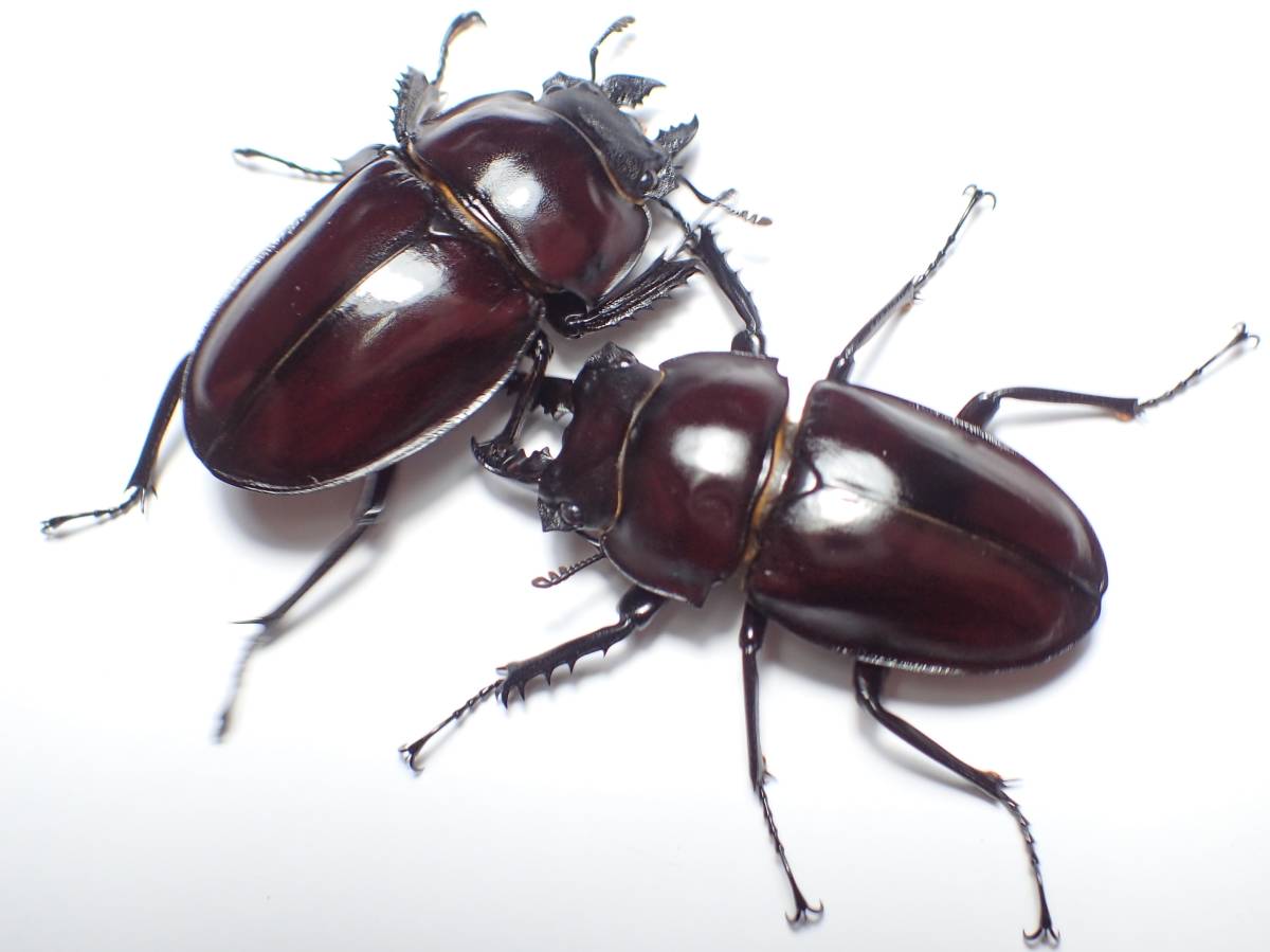 ヤエヤママルバネ1♂2♀(西表産) その2