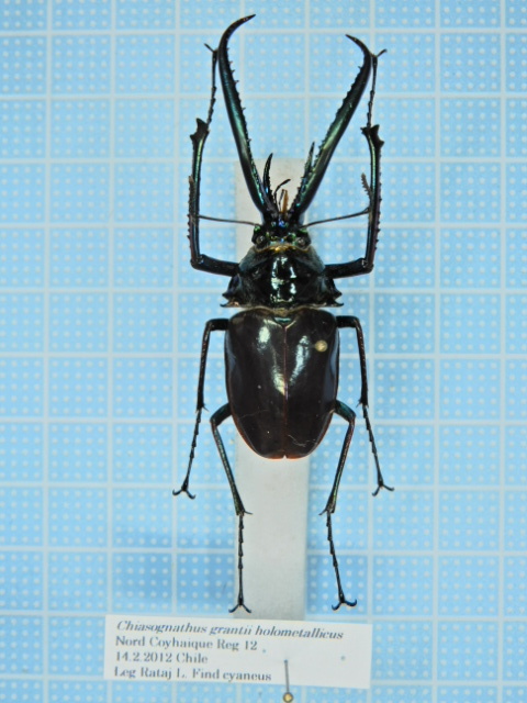 h*7様 チリクワガタ 標本 h*7様 チリクワガタ 標本 h*7様 チリクワガタ