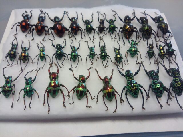 美麗標本a102 カタゾウムシ 標本。カタゾウムシ30頭。ルゾン産の落札