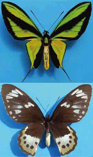 1ペア】ゴライアストリバネアゲハ（パプアニューギニア産）