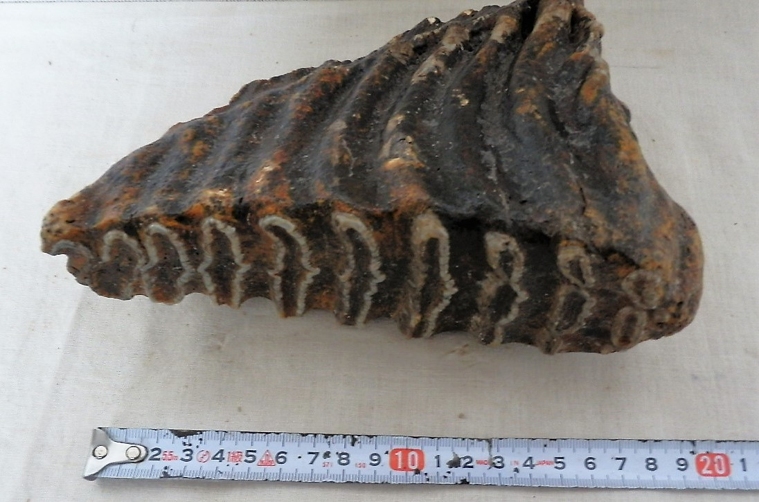 □織□ナウマンゾウ（ナウマン象）歯の化石 2.4㎏・鳴門海峡採取