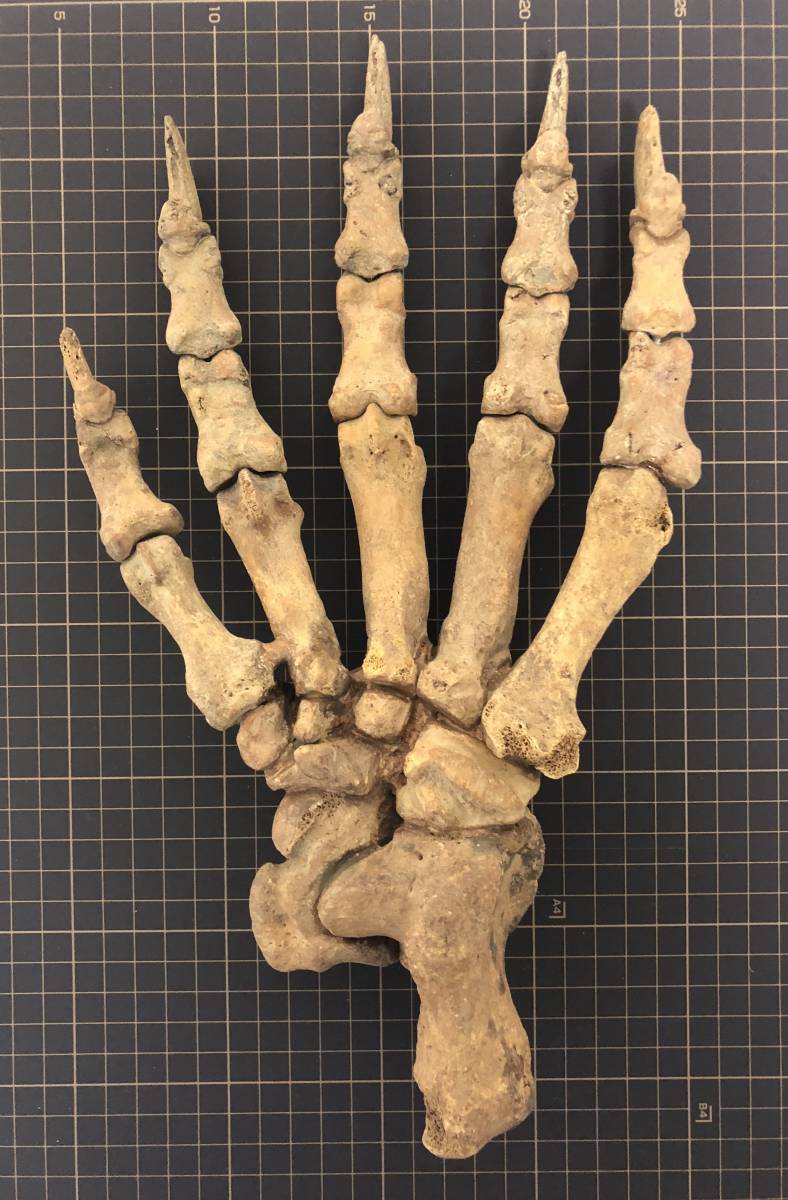 ルーマニア産 ホラアナグマの指骨化石