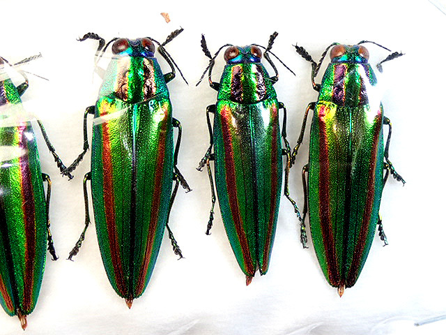 昆虫標本 千葉県産 ヤマトタマムシ 約55匹 4cm以上9匹 上翅