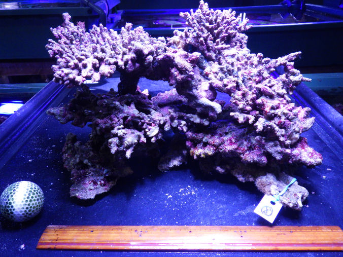 ライブロック サンゴ テスロック 約6kg ① （海水魚）Bグレードライブ