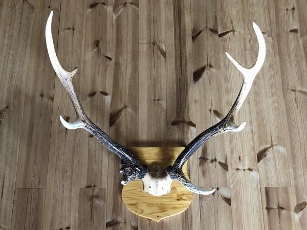 鹿の角 置物 インテリア装飾