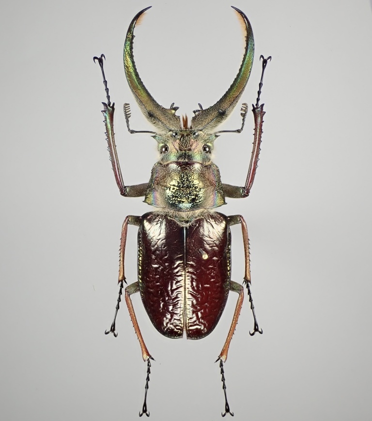 昆虫標本】 特大！フェイスタメルシワバネクワガタ