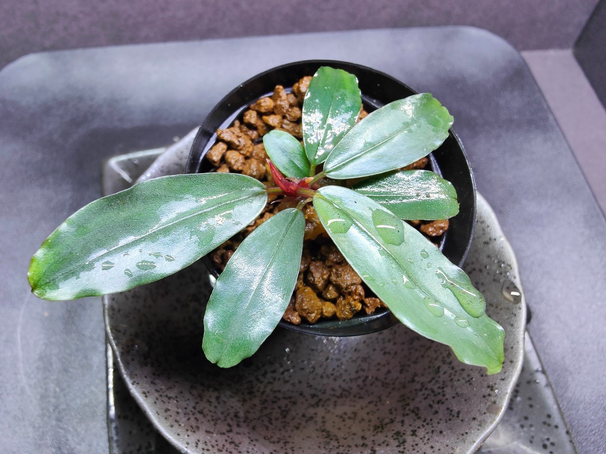 ブセファランドラ sp.ロイヤルラウンドメタリック 水上葉1株 【公式通販】