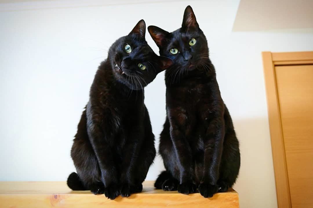 フォトジェな黒猫に夢中♡ 各地の伝承とオシャレな黒猫兄弟をご紹介