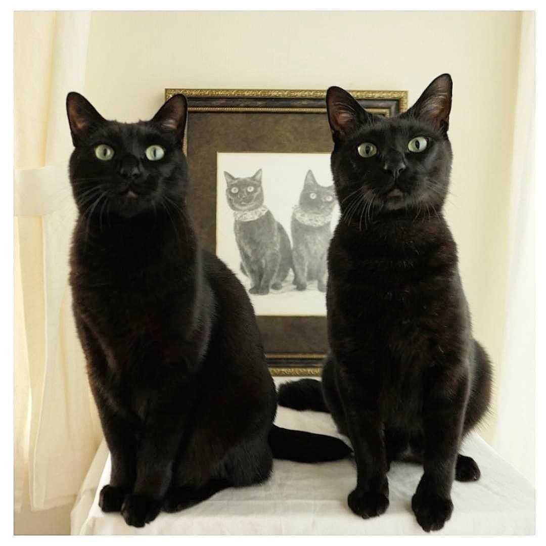 フォトジェな黒猫に夢中♡ 各地の伝承とオシャレな黒猫兄弟をご紹介