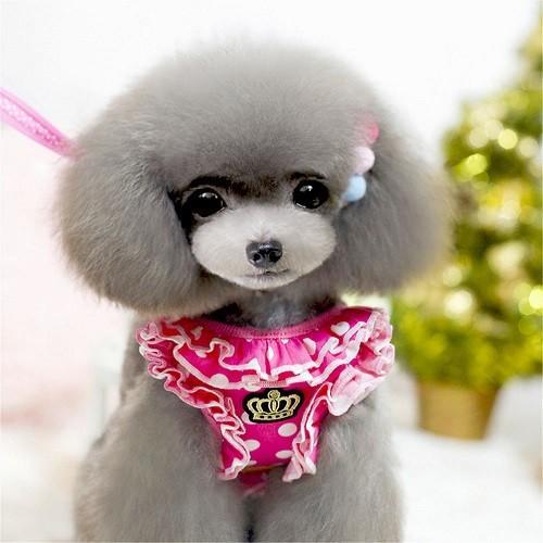 犬 ハーネス 犬ハーネスリードセット 犬のハーネスリードセット 犬用