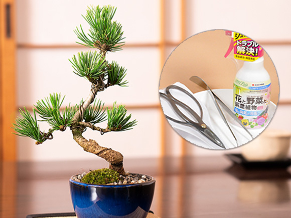 中国宜興 六角鉢 紫砂の鉢 盆栽鉢 植木鉢 小品盆栽鉢 大品盆栽鉢 六角