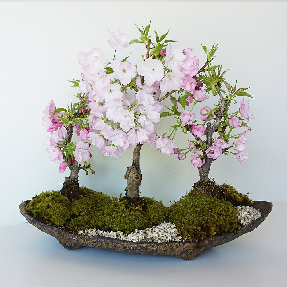 豪華三本植え！徒歩0分のお花見楽しめます！【八重咲の桜 旭山桜の三