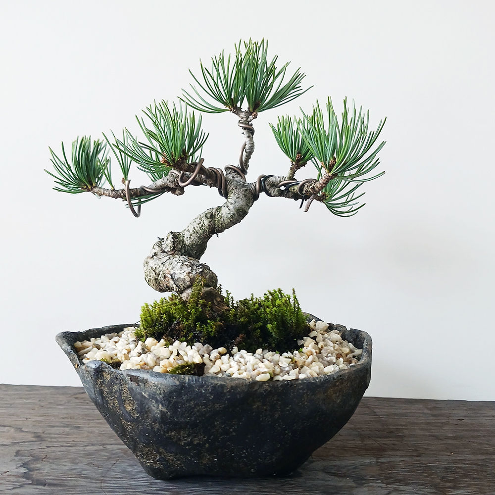 景徳鎮 粉彩四方童子図花鉢 多肉菖蒲盆栽 植木鉢 小品盆栽鉢 大品盆栽