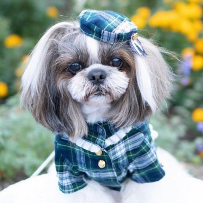 トラッドタータンシャツ S/Mサイズ 犬の服 犬服 犬のつなぎ 超小型犬