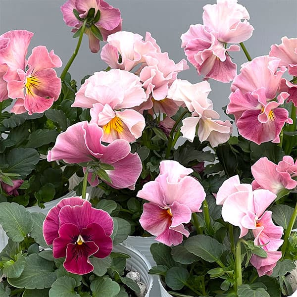 園芸ネット本店｜[送料無料]ビオラ（フリル咲き）：アーカイブ ピンク