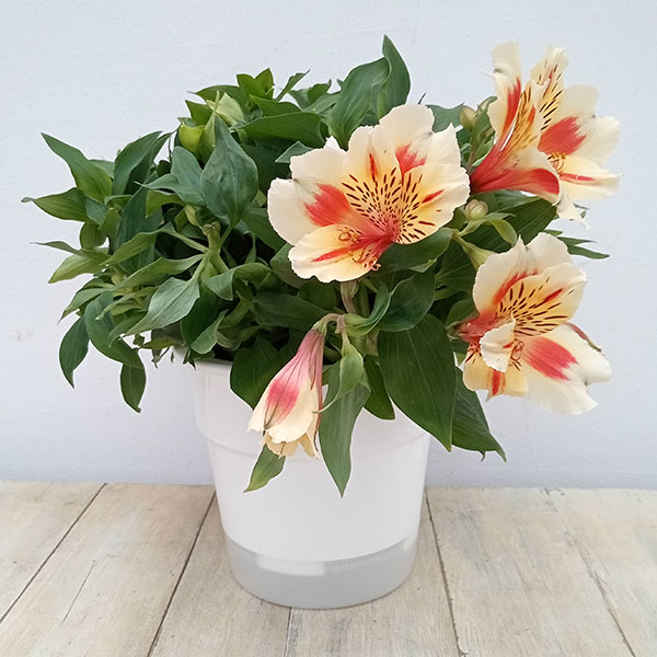 園芸ネット本店｜アルストロメリア：インティカンチャ・サンセット6号