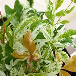 園芸ネット本店｜ナンテン の商品一覧【公式】