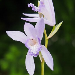 紫蘭ページ 園芸ネット本店｜シラン（紫蘭）：縞斑シラン3号ポット の