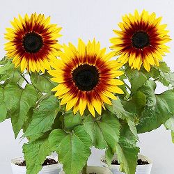 園芸ネット本店｜ヒマワリ：フレッシュスマイル3-3.5号ポット の通販