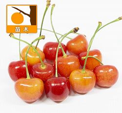 園芸ネット本店｜サクランボ：サミット4～5号ポット＊ の通販【公式】