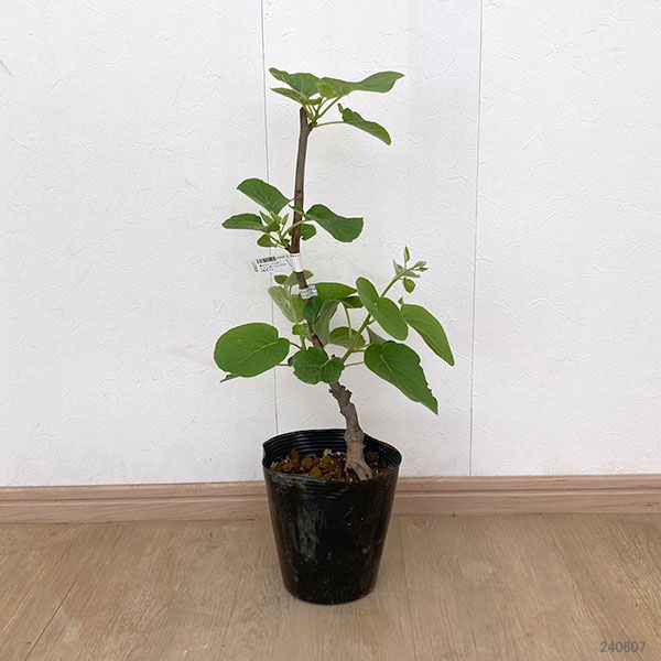 カラフルウッドブランコ♪キウイのツルஐ カラフルウッドブランコ