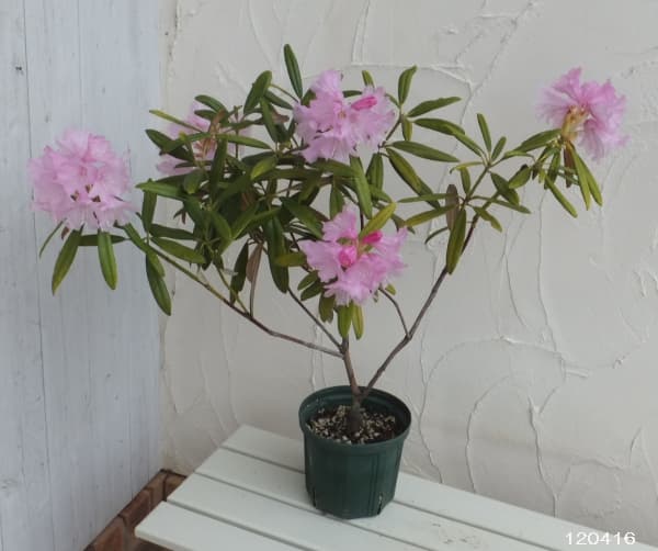園芸ネット本店｜日本シャクナゲ：筑紫石楠花6号ポット の通販【公式】