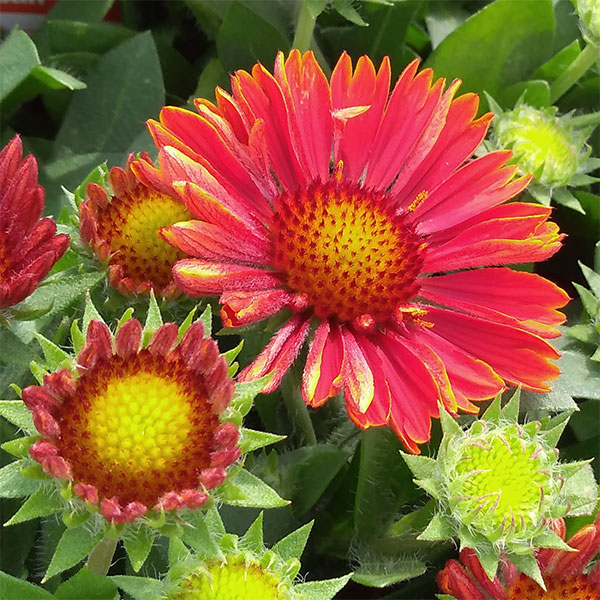 園芸ネット本店｜ガイラルディア：スピントップ イエロータッチ3.5号