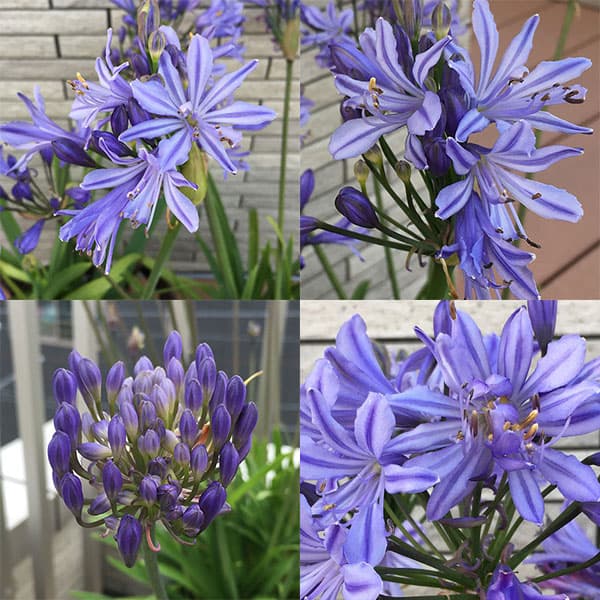 園芸ネット本店｜アガパンサス：サマーラブブルー4号ポット* 6株セット