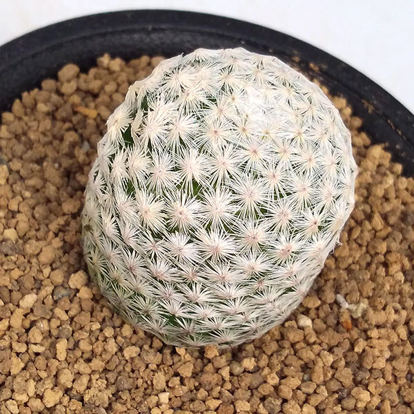 園芸ネット本店｜サボテン：白鳥 2.5号鉢植え の通販【公式】