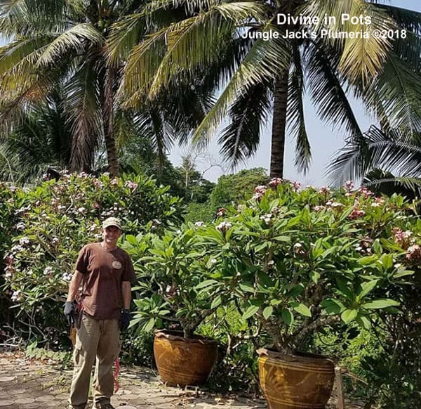 園芸ネット本店｜プルメリア：ディバイン（Divine）5号鉢植え の通販