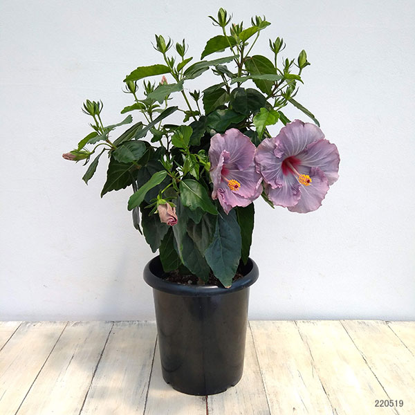 園芸ネット本店｜ハイビスカス（ニューロングライフ）：ケイト7号鉢 の