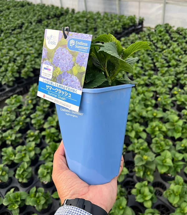 園芸ネット本店｜アジサイ：サマークラッシュ（ブルー・パープル）4号