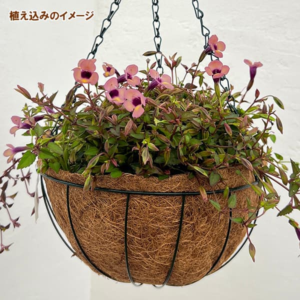 園芸ネット本店｜栽培セット：スーパートレニア：カタリーナ ラム