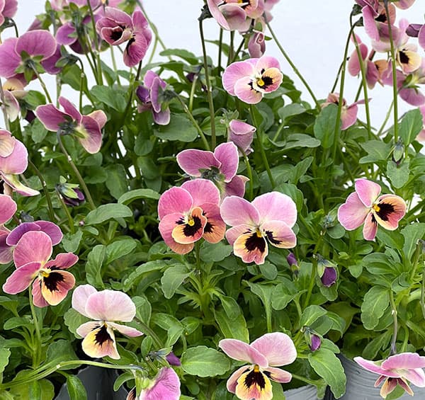 園芸ネット本店｜見元園芸さんのビオラ：ディープピンクコアラ3-3.5号