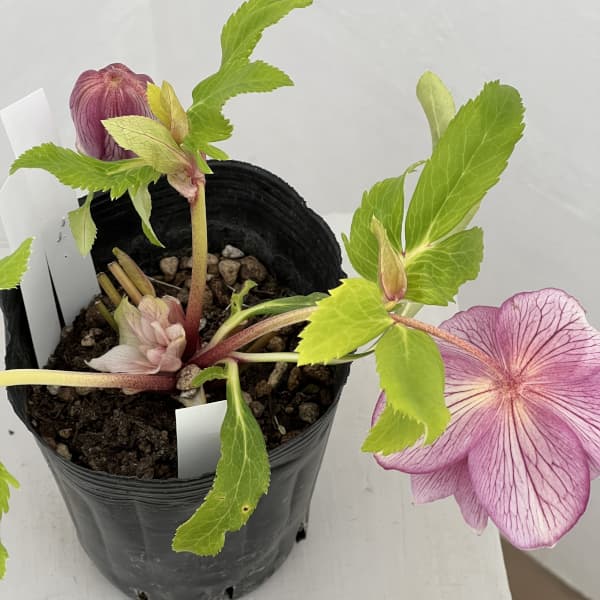 園芸ネット本店｜曽田園芸さんのクリスマスローズ：26-26金色冬牡丹4号