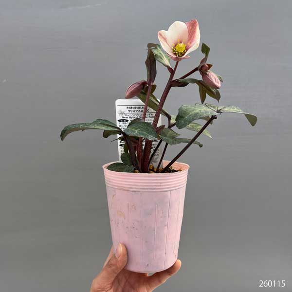 園芸ネット本店｜松村ナーセリーさんのクリスマスローズ（原種系