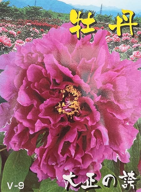 園芸ネット本店｜牡丹（ぼたん）：大正の誇（たいしょうのほこり）3～4