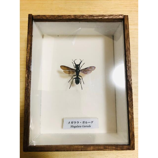 公式ショップ】 大型 メガララ ガルーダバチ 標本 標本 標本 - 標本