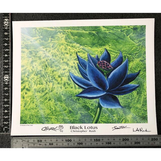 MTG アートプリント ブラックロータス Amazon.co.jp: MTG アート