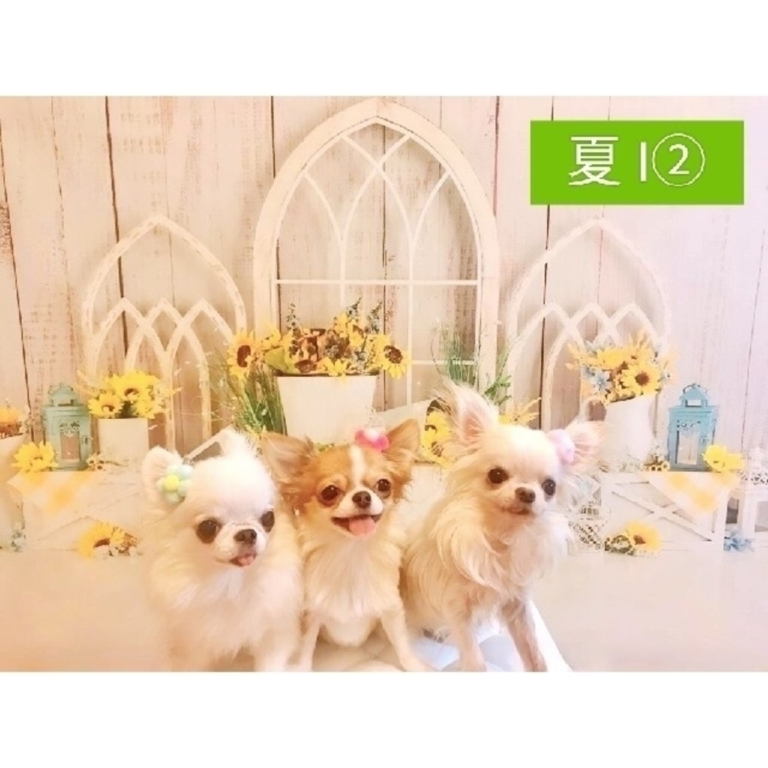 背景布 夏I③ ニューボーンフォト、ペット、キッズ、ドール撮影用