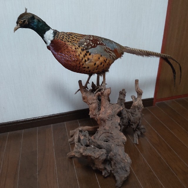 キジ 剥製 キジ 剥製 Yahoo!オークション - キジ 剥製 雉 ハクセイ 置物