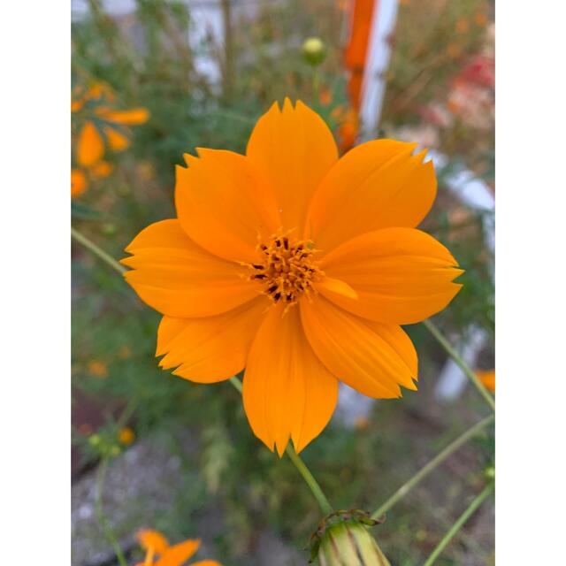 元老院 三岳 伊佐美 大金の露 絆 さつま