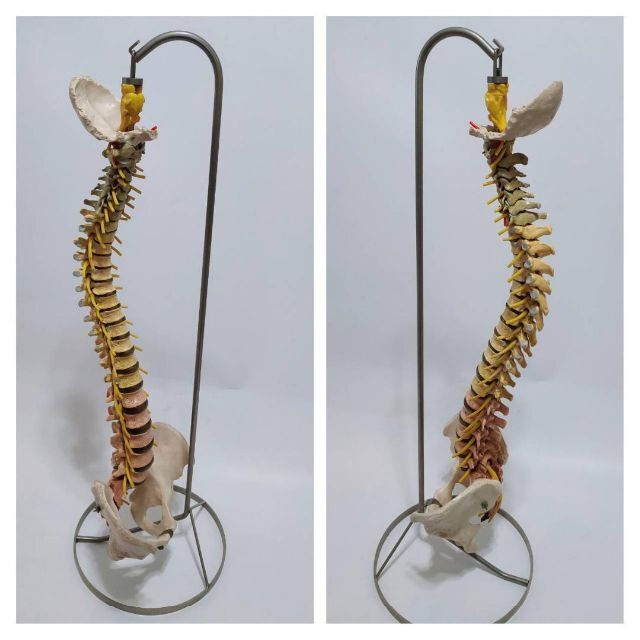 節約 ドイツ SOMSO ソムソ社製 脊柱骨格模型