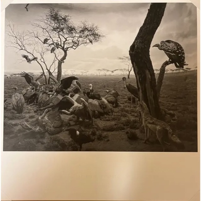 新品 コレクション 杉本博司 ハイエナ、ジャッカル、コンドル 数量限定